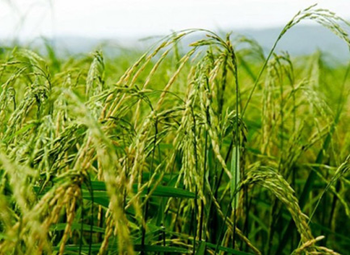 بهبود بهره وری و افزایش برداشت برنج تیسا